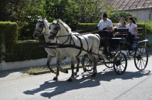 Sprievod kočov - A fogatok felvonulása